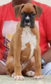 DogsIndia.com - Boxer - Medallion Boxers - Edwin Manohar