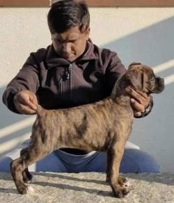 DogsIndia.com - Boxer - Medallion Boxers - Edwin Manohar
