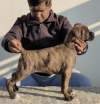 DogsIndia.com - Boxer - Medallion Boxers - Edwin Manohar