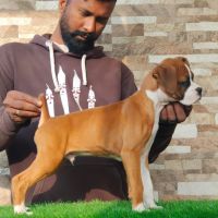 DogsIndia.com - Boxer - Medallion Boxers - Edwin Manohar