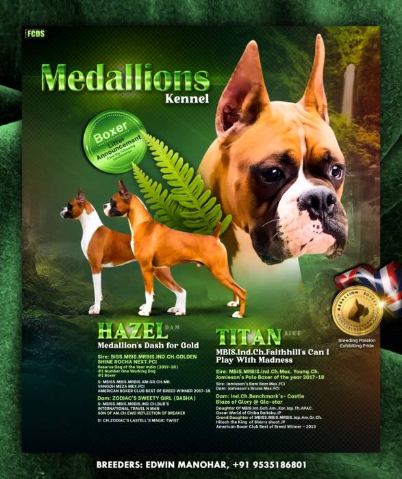 DogsIndia.com - Boxer - Medallion Boxer