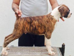 DogsIndia.com - Boxer - Montrose Kennels - Dr. Arun Vijayan