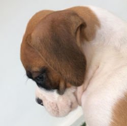 DogsIndia.com - Boxer - Montrose Kennels - Dr. Arun Vijayan