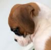 DogsIndia.com - Boxer - Montrose Kennels - Dr. Arun Vijayan