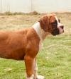 DogsIndia.com - Boxer - Montrose Kennels - Dr. Arun Vijayan