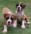 DogsIndia.com - Boxer - Montrose Kennels - Dr. Arun Vijayan