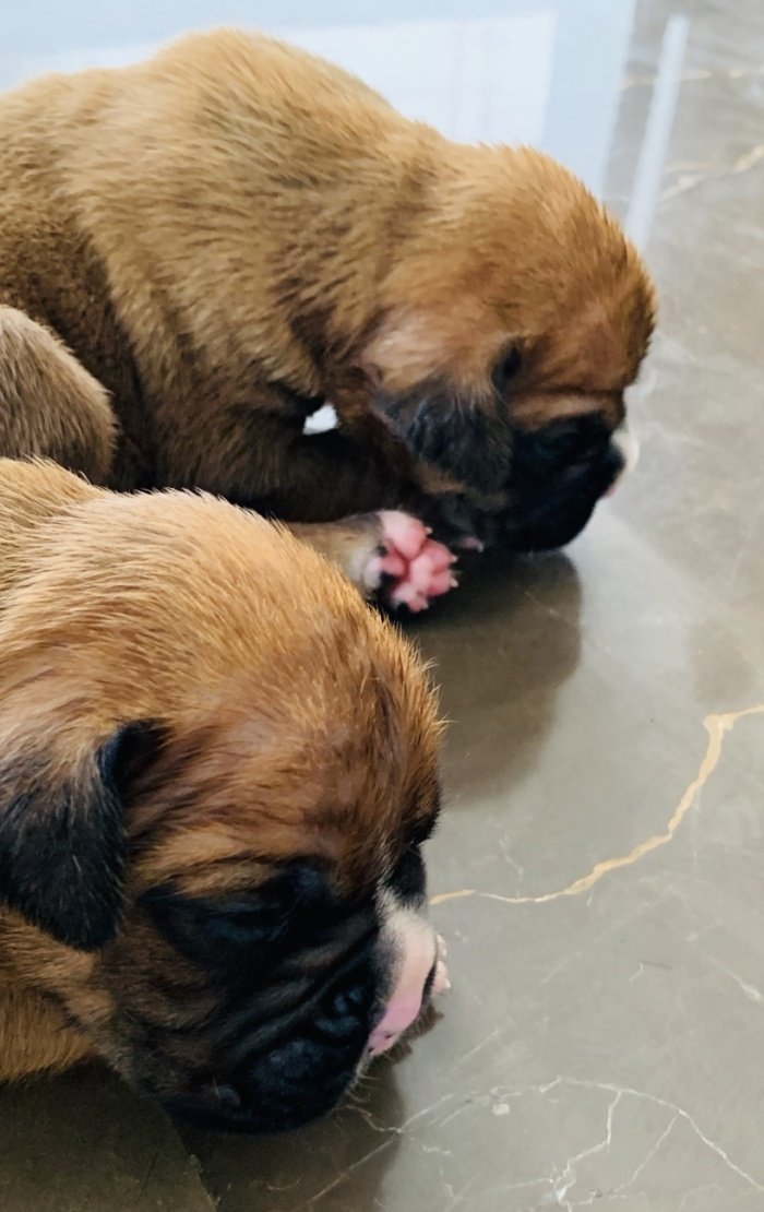 DogsIndia.com - Boxer - Montrose Kennels - Dr. Arun Vijayan