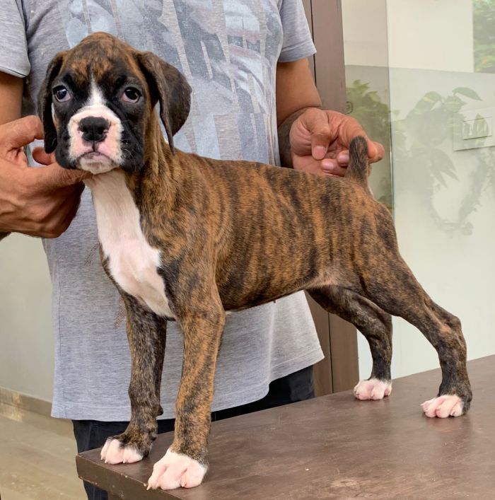 DogsIndia.com - Boxer - Montrose Kennels - Dr. Arun Vijayan