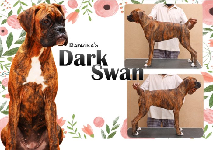 DogsIndia.com - Boxer- Rabrika Kennels - Jaisimha