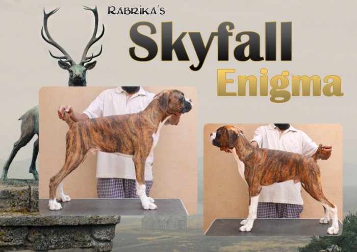 DogsIndia.com - Boxer- Rabrika Kennels - Jaisimha