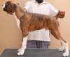 DogsIndia.com - Boxer- Rabrika Kennels - Jaisimha