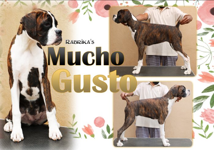 DogsIndia.com - Boxer- Rabrika Kennels - Jaisimha