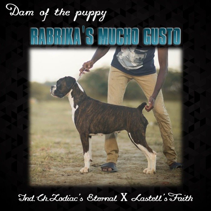 DogsIndia.com - Boxer- Rabrika Kennels - Jaisimha
