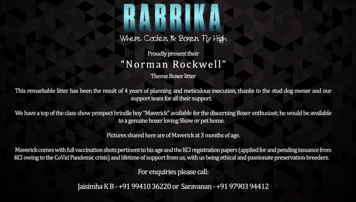 DogsIndia.com - Boxer- Rabrika Kennels - Jaisimha