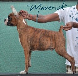 DogsIndia.com - Boxer- Rabrika Kennels - Jaisimha