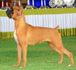 DogsIndia.com - Boxer - Rockford Kennels - Suhas