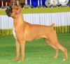 DogsIndia.com - Boxer - Rockford Kennels - Suhas