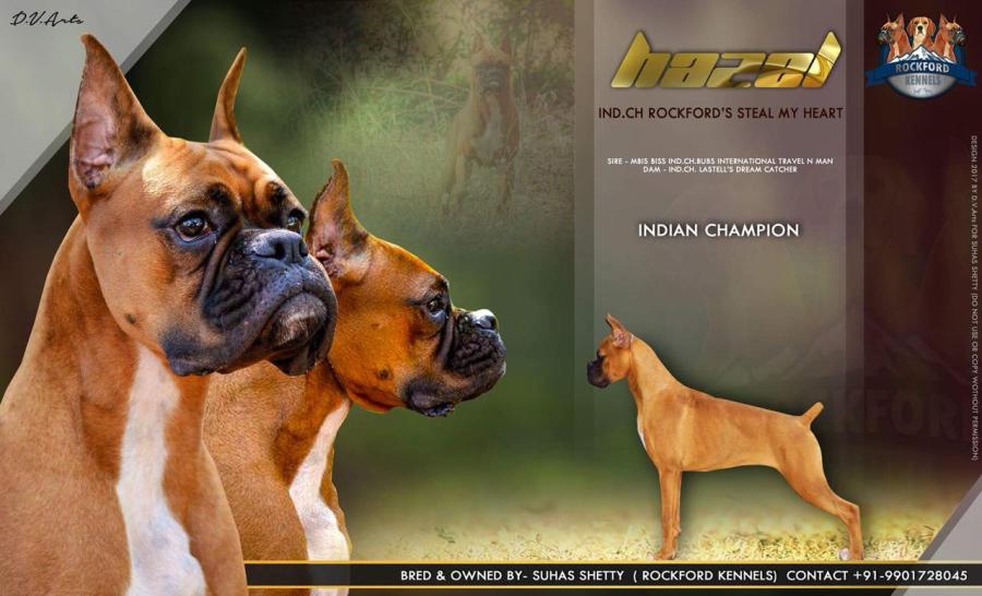 DogsIndia.com - Boxer - Rockford Kennels - Suhas