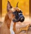 DogsIndia.com - Boxer - Rockford Kennels - Suhas