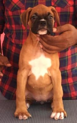 DogsIndia.com - Boxer - Rockford Kennels - Suhas