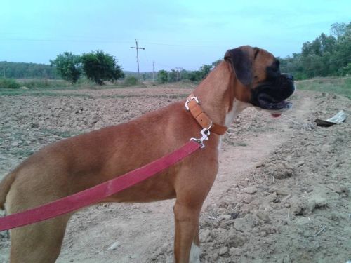 DogsIndia.com - Boxer