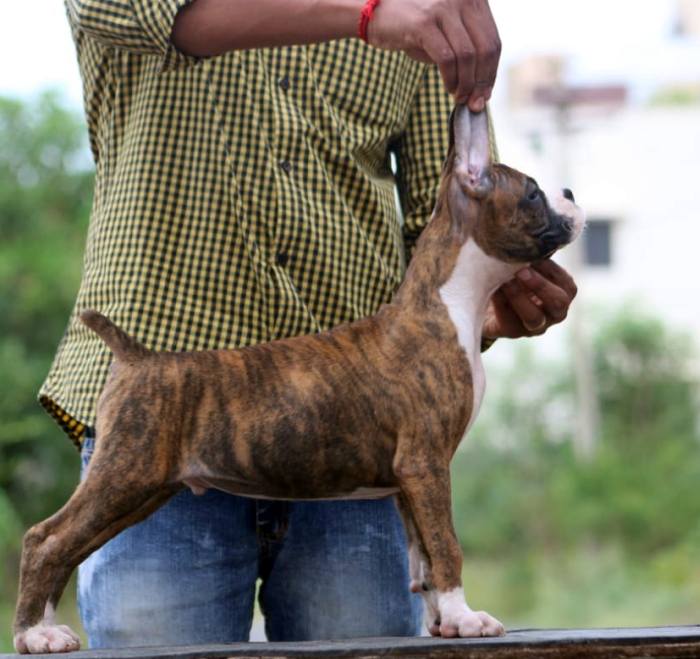 DogsIndia.com - Boxer - Satishkumar