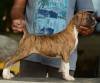 DogsIndia.com - Boxer - Satishkumar