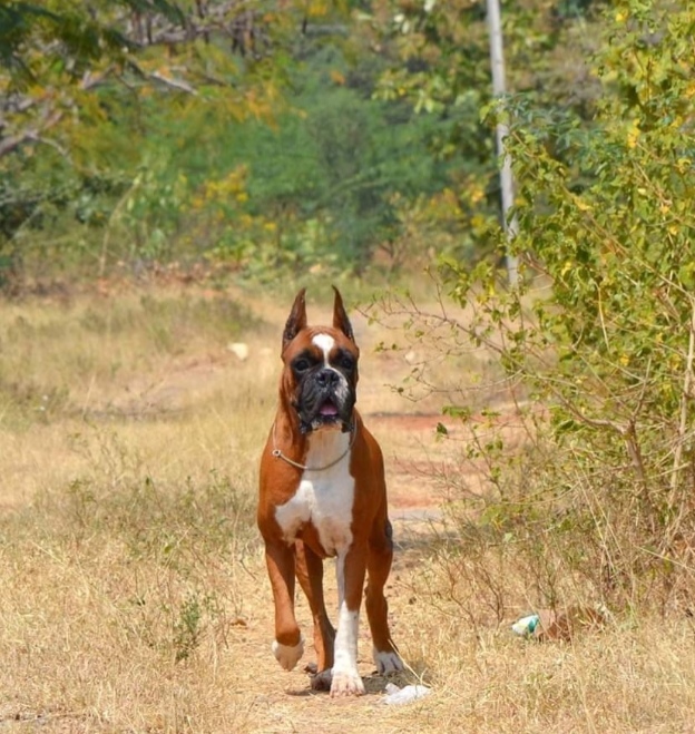 DogsIndia.com - Boxer - Satishkumar