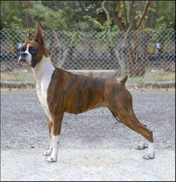 DogsIndia.com - Boxer - Rockford Kennels - Suhas