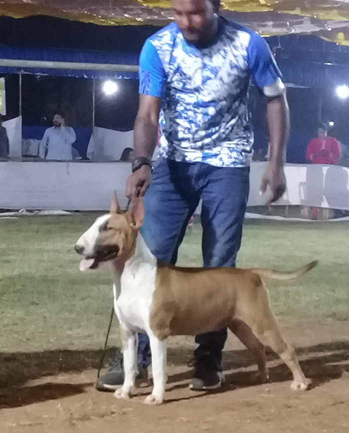 DogsIndia.com - Bull Terrier - Dheeraj