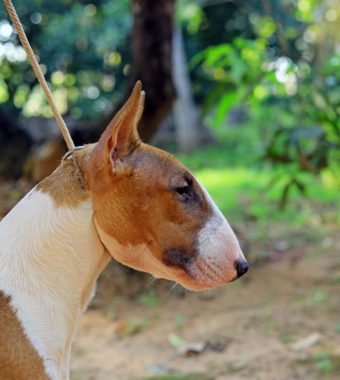 DogsIndia.com - Bull Terrier - Dheeraj