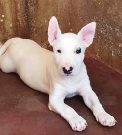 DogsIndia.com - Bull Terrier - Dheeraj