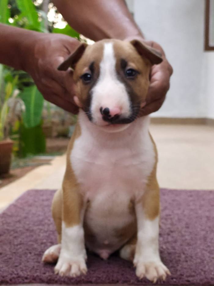 DogsIndia.com - Bull Terrier - Dheeraj