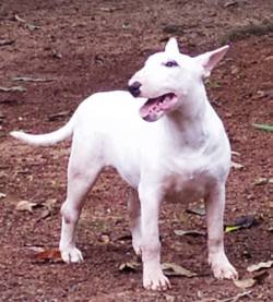 DogsIndia.com - Bull Terrier - Dheeraj