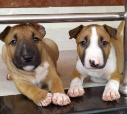 DogsIndia.com - Bull Terrier - Dheeraj