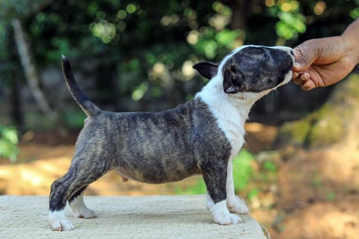 DogsIndia.com - Bull Terrier - Dheeraj