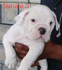 DogsIndia.com - Bulldog - Adchans - Aditya Lochan
