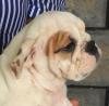 DogsIndia.com - Bulldog - Adchans - Aditya Lochan