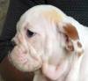 DogsIndia.com - Bulldog - Adchans - Aditya Lochan