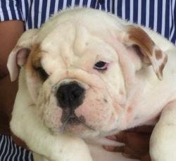 DogsIndia.com - Bulldog - Adchans - Aditya Lochan