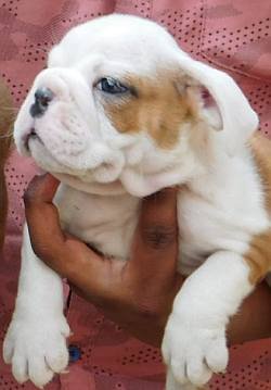 DogsIndia.com - Bulldog - Adchans - Aditya Lochan