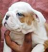 DogsIndia.com - Bulldog - Adchans - Aditya Lochan