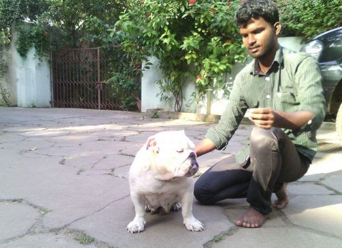 DogsIndia.com - Bulldog - Faithtrot Kennel - Dr. Andrew