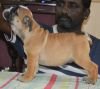 DogsIndia.com - Bulldog - Faithtrot Kennel - Dr. Andrew