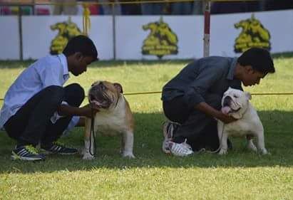 DogsIndia.com - Bulldog - Faithtrot Kennel - Dr. Andrew