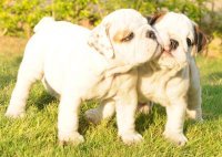 DogsIndia.com - Bulldog - Krishnakumar