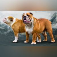 DogsIndia.com - Bulldog - White Shadows - Logesh Waran