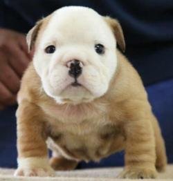DogsIndia.com - Bulldog - Sanjay