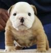 DogsIndia.com - Bulldog - Sanjay Hiresave