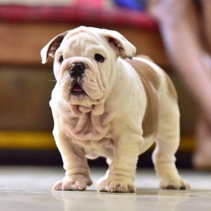 DogsIndia.com - Bulldog - Sanjay